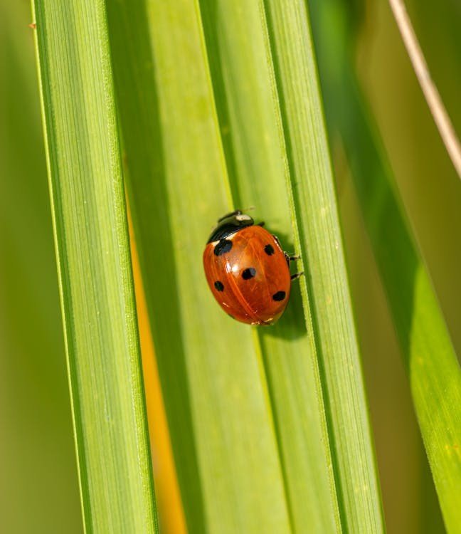Macro & Close-Up Photography