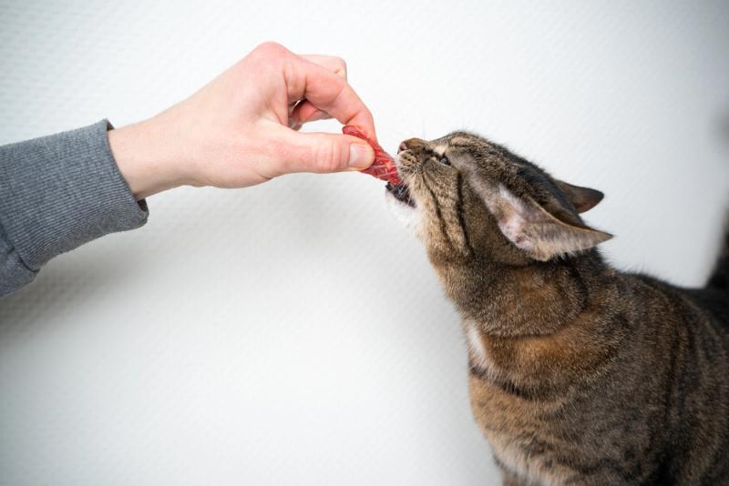 Booste your cat's health by introducing them to raw food