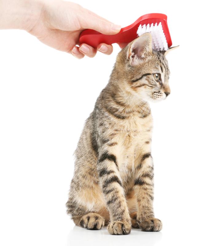 The best cat products cat owners need to have in order to keep their felines happy