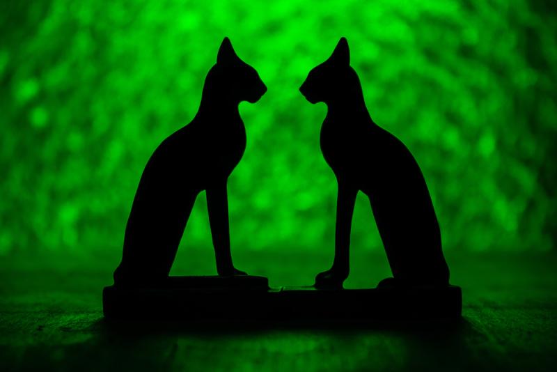 Cats are one of the most ancient and iconic members of the animal kingdom