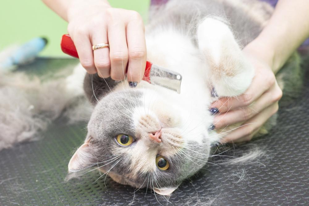 The Advantages of Regular Grooming for Cats