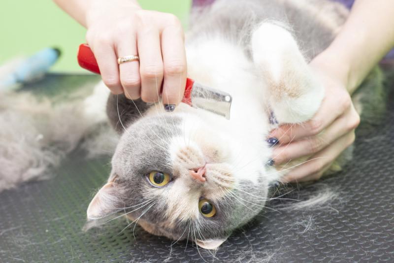 Why regular grooming for cats is beneficial and worthwhile
