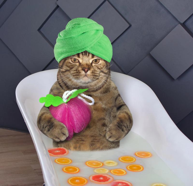 Elevate your feline's comfort by crafting a personalized, soothing sanctuary within your own home