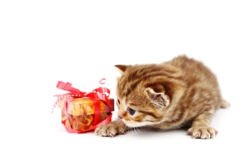 Discover delicious and nutritious indulgences for your feline friend without compromising their health: Spoiling Your Cat with Healthy Treats and Snacks
