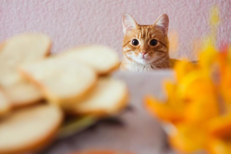 Learn the essential tips and tricks to successfully secure your home for your feline companion in just 8 simple steps