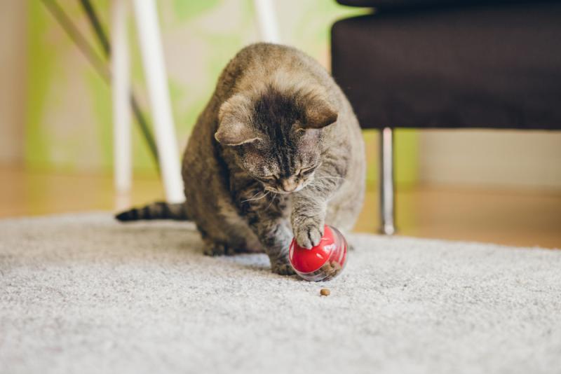 A comprehensive guide to the best toys for older cats to keep them entertained and engaged