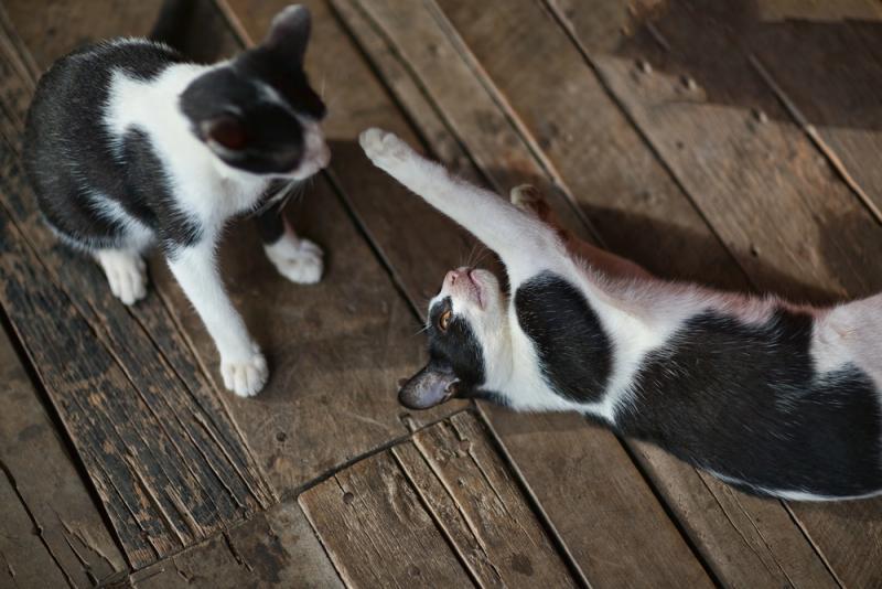 The Purrfect Playdate: Friends with Cats Come Over