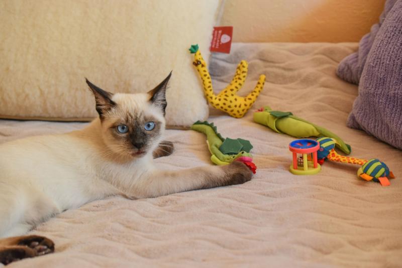 Your Kittens Will Love These Top 8 Must-Have Toys for Endless Playtime Fun