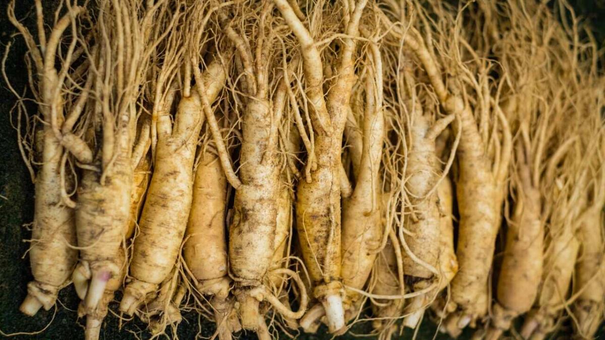 Panax Ginseng Extract