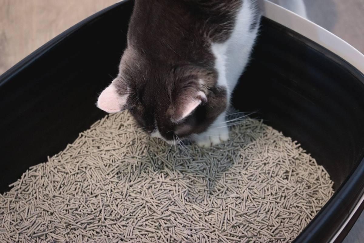How to Choose the Right Cat Litter Box 