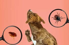 Best Flea and Tick Prevention Methods for Dogs and Cats 