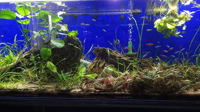 Complete Guide to Setting Up a Freshwater Aquarium for Beginners
