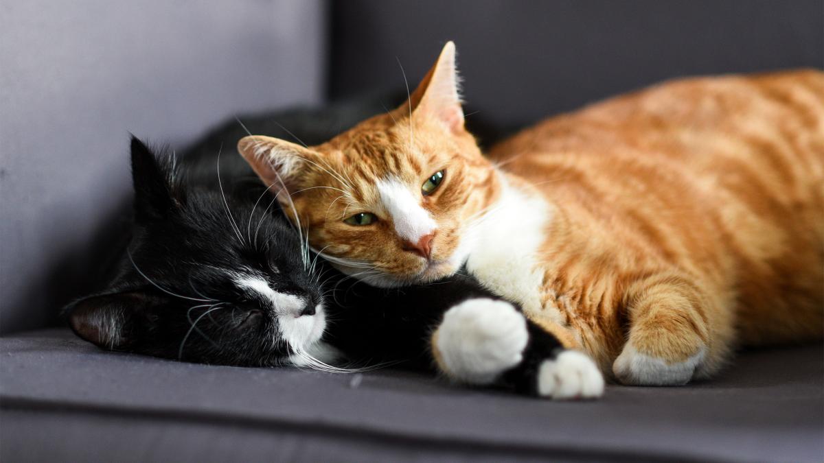 How to Introduce a New Cat to Your Resident Cat 