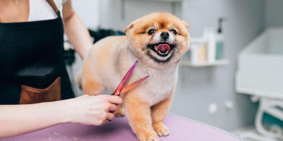 How to Groom Your Dog at Home