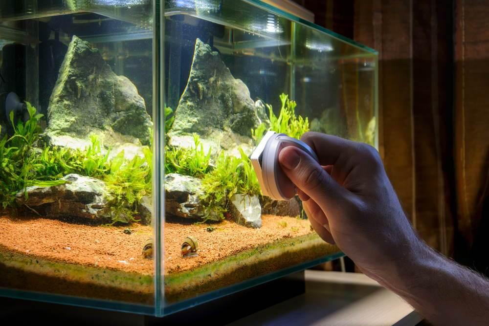 Complete Guide to Fish Tank Maintenance