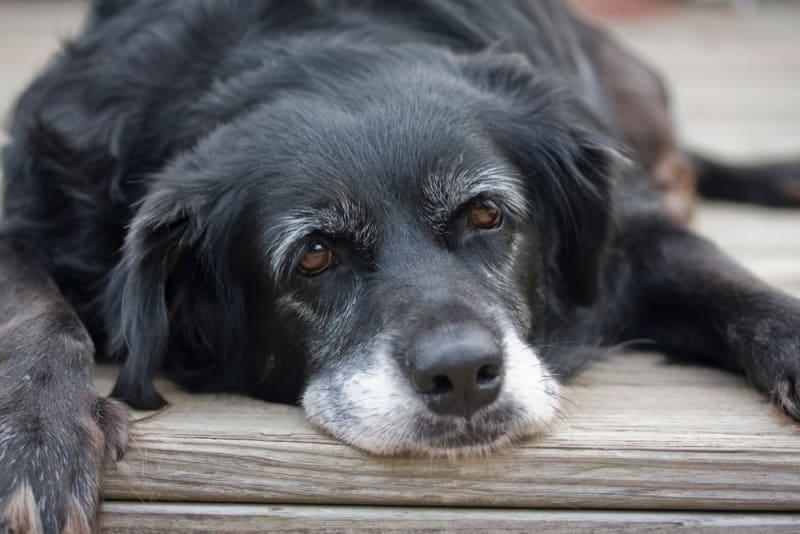 Senior Dog Care Guide