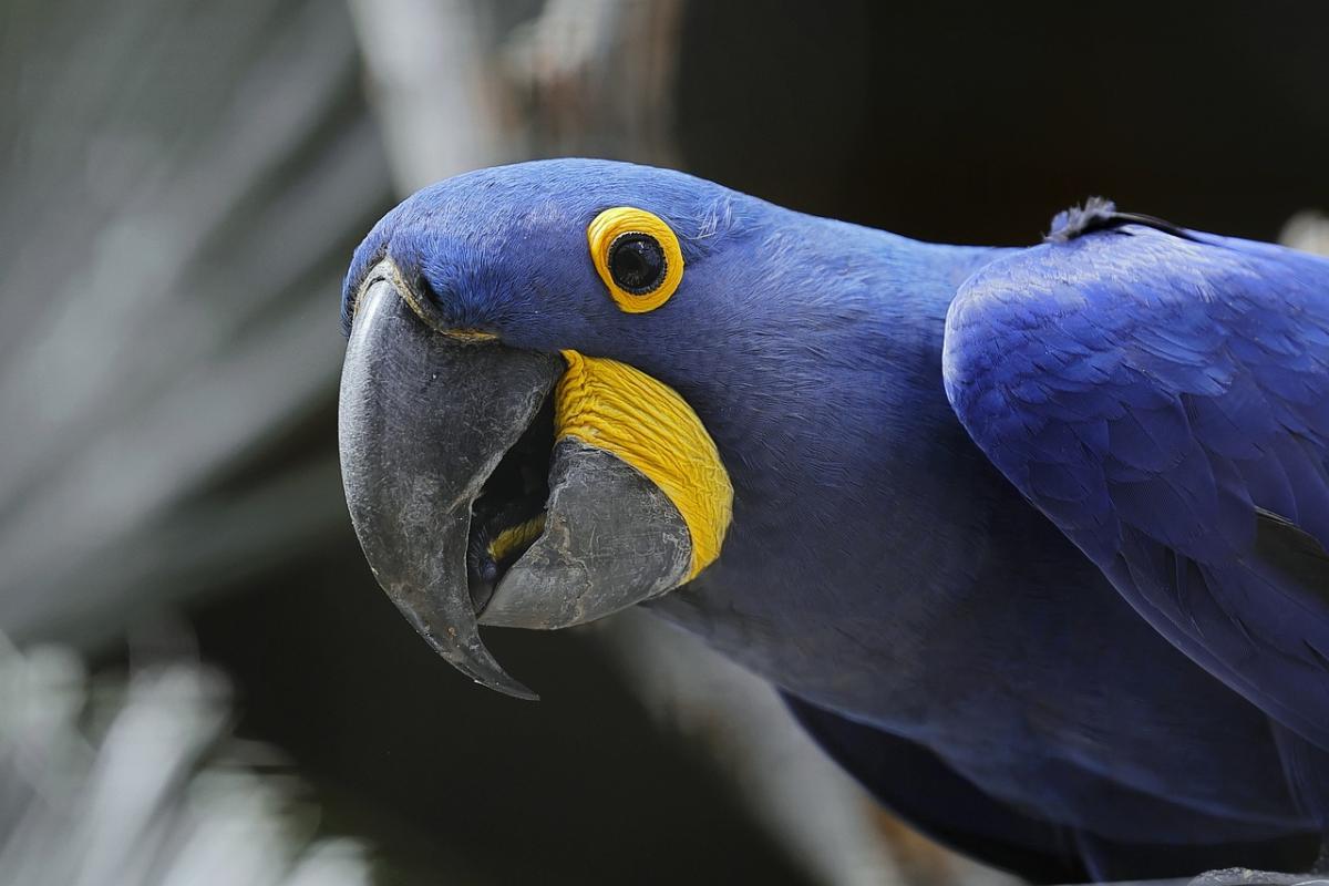 Movie's Most Memorable Parrots