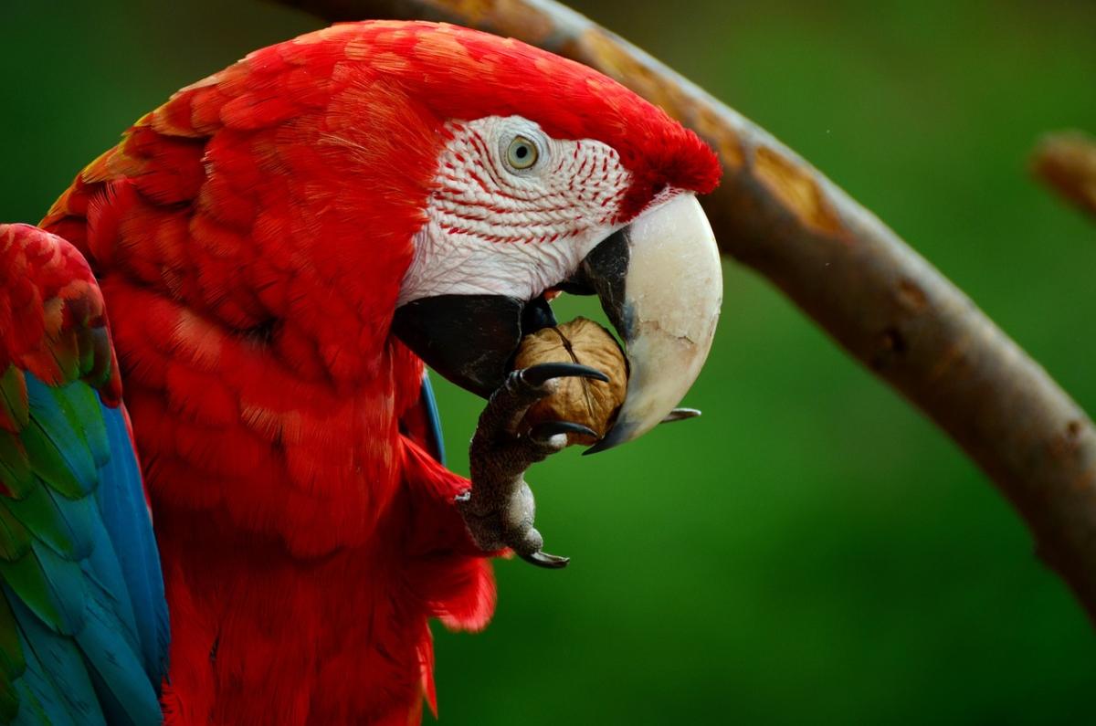 Top food picks for happy parrots