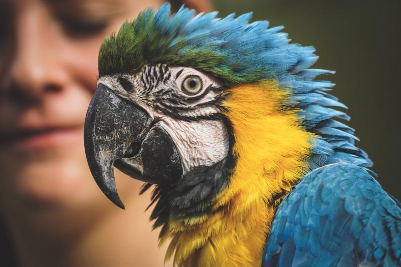 Exploring the history and social impact of owning parrots as household companions