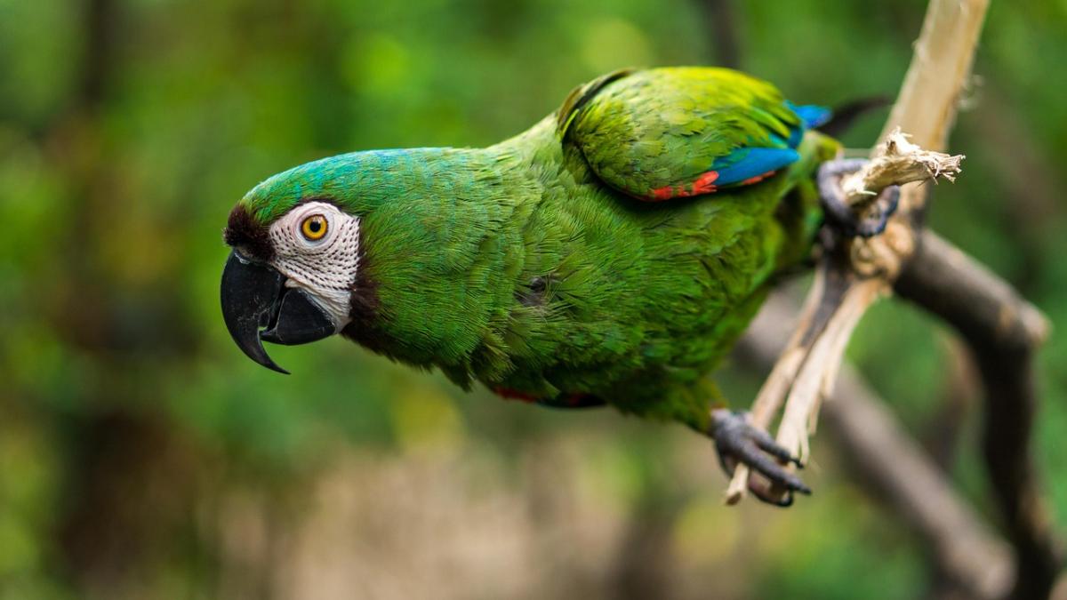Mastering Parrot Training Techniques