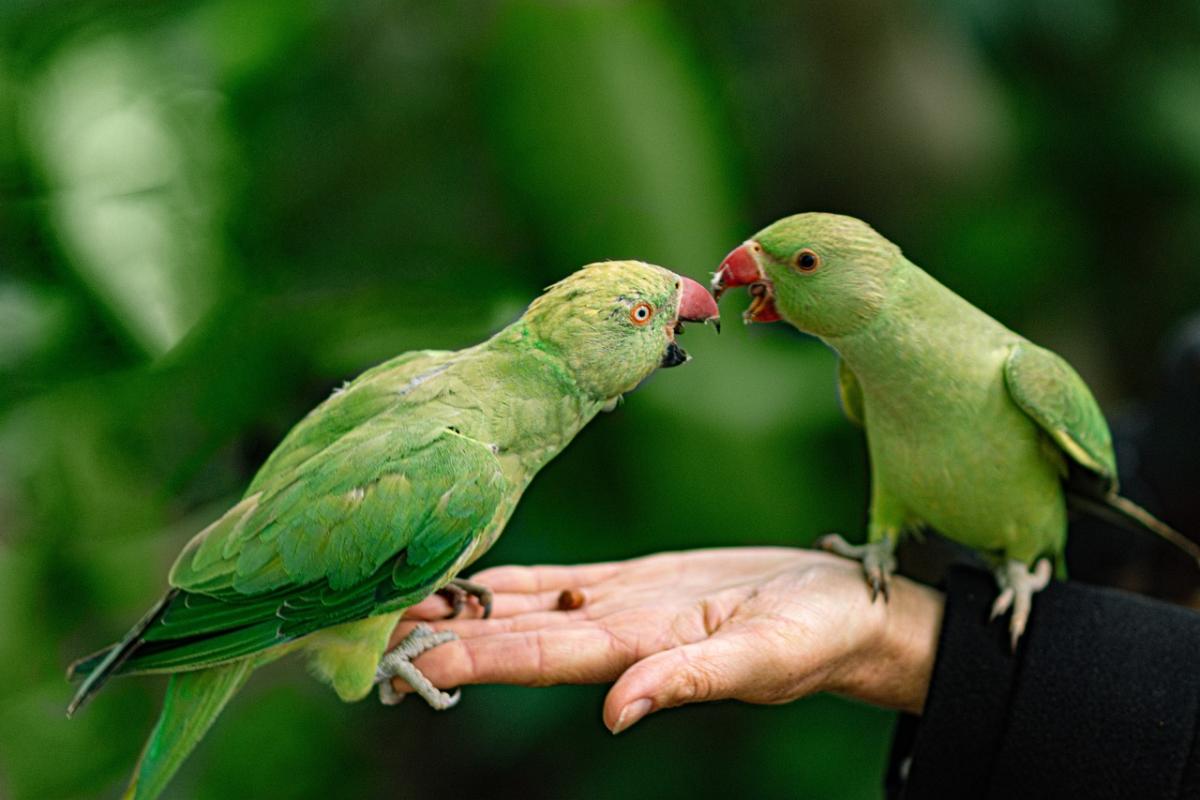 Must-Have Tips for Parrot Parents