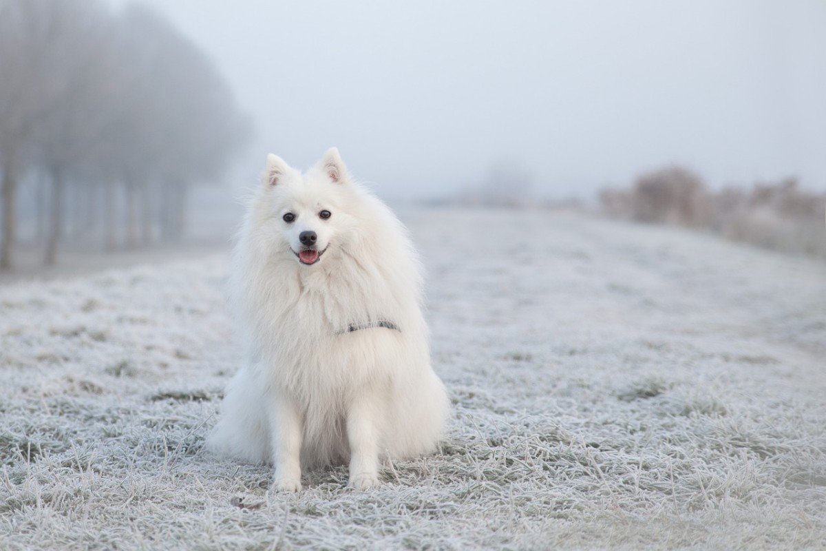 How to Choose the Best Dog Food for Your Furry Friend