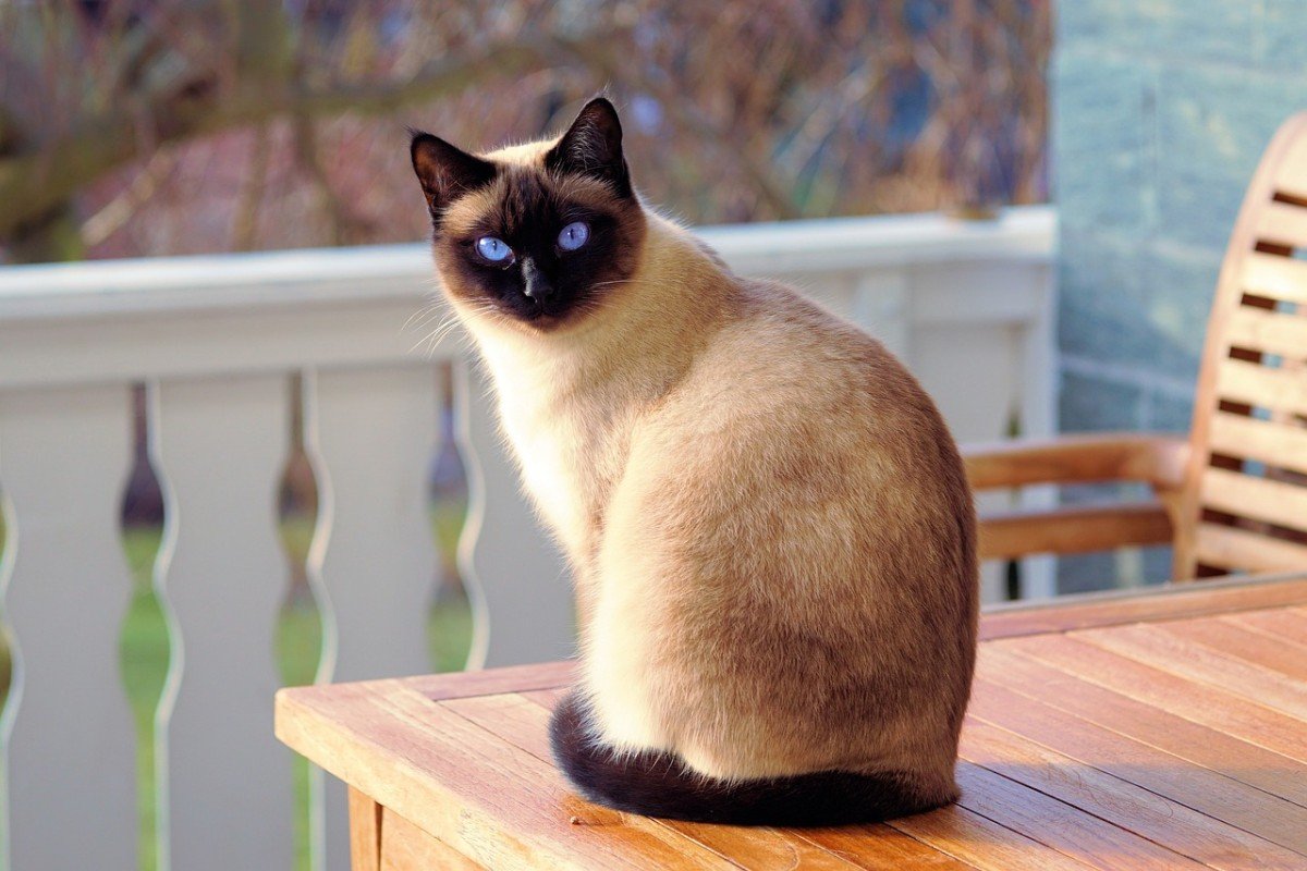 Engaging Games for First-Time Cat Owners