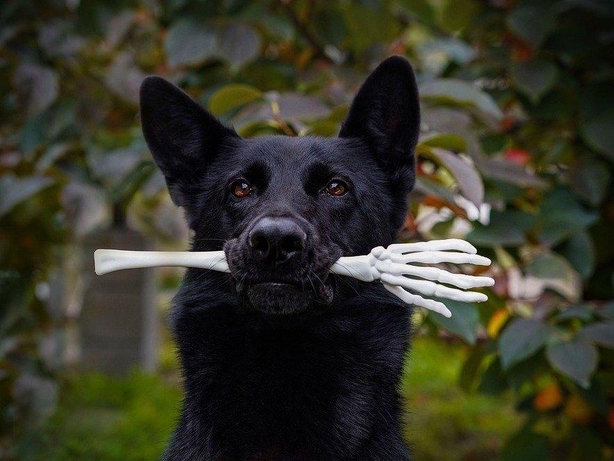 Spooktacular Pet Costumes for Halloween Fun