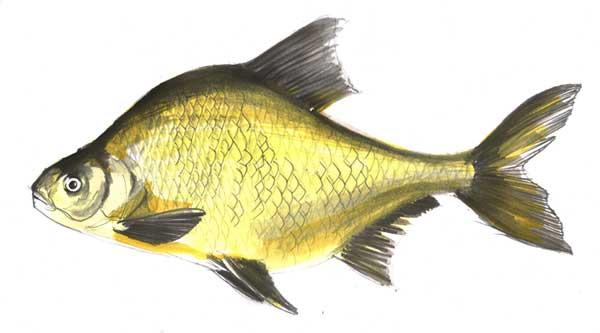 Tips and Techniques for a Successful Fishing Experience