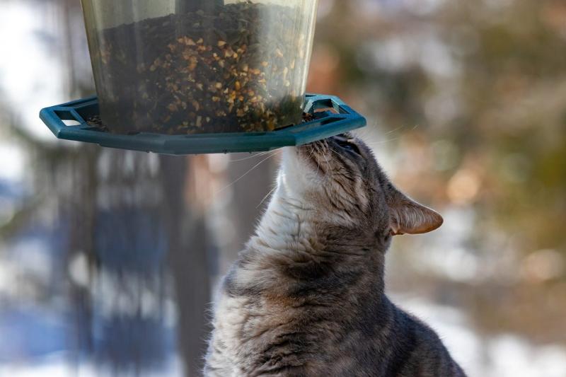 A Simple Guide to Choosing the Right Feeder for Your Pets