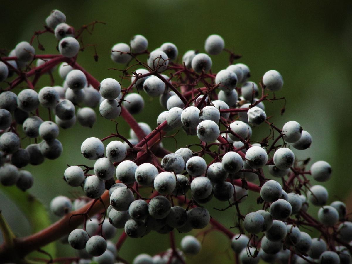 Boost Your Health with Elderberry Syrup Today