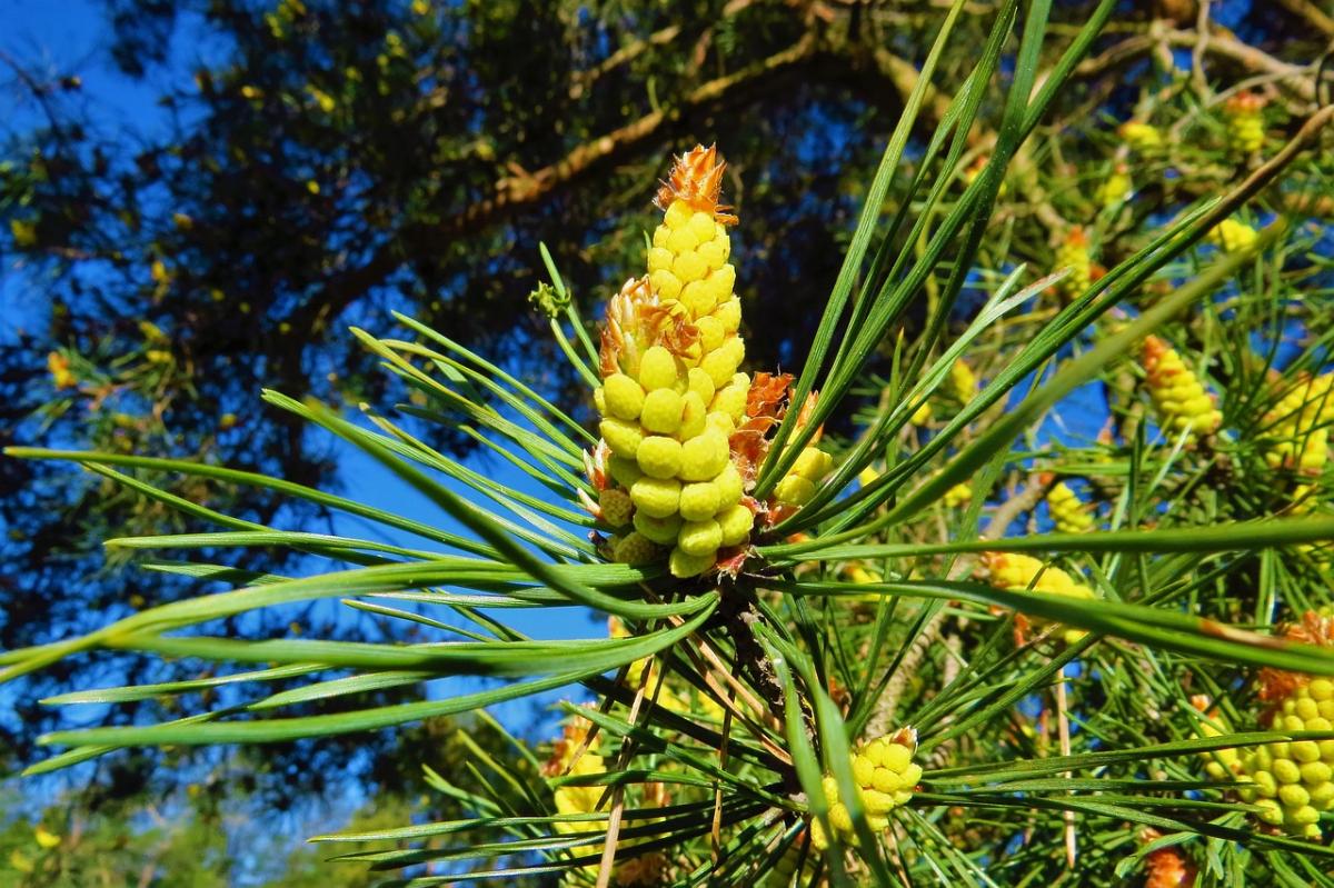 Uncovering the Secrets of Pine Pollen