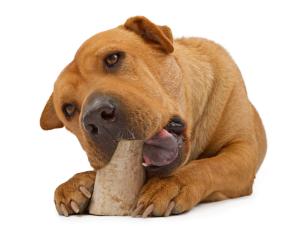 Tips and strategies to prevent your furry friend from engaging in destructive chewing behaviors
