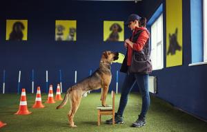 Tips and Techniques-from basic obedience to advanced tricks