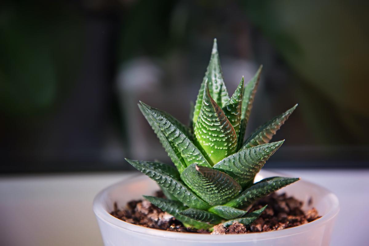 Best Indoor Plants for Beginners – Easy Care and Air-Purifying Options