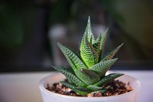 Easy Care and Air-Purifying Options
