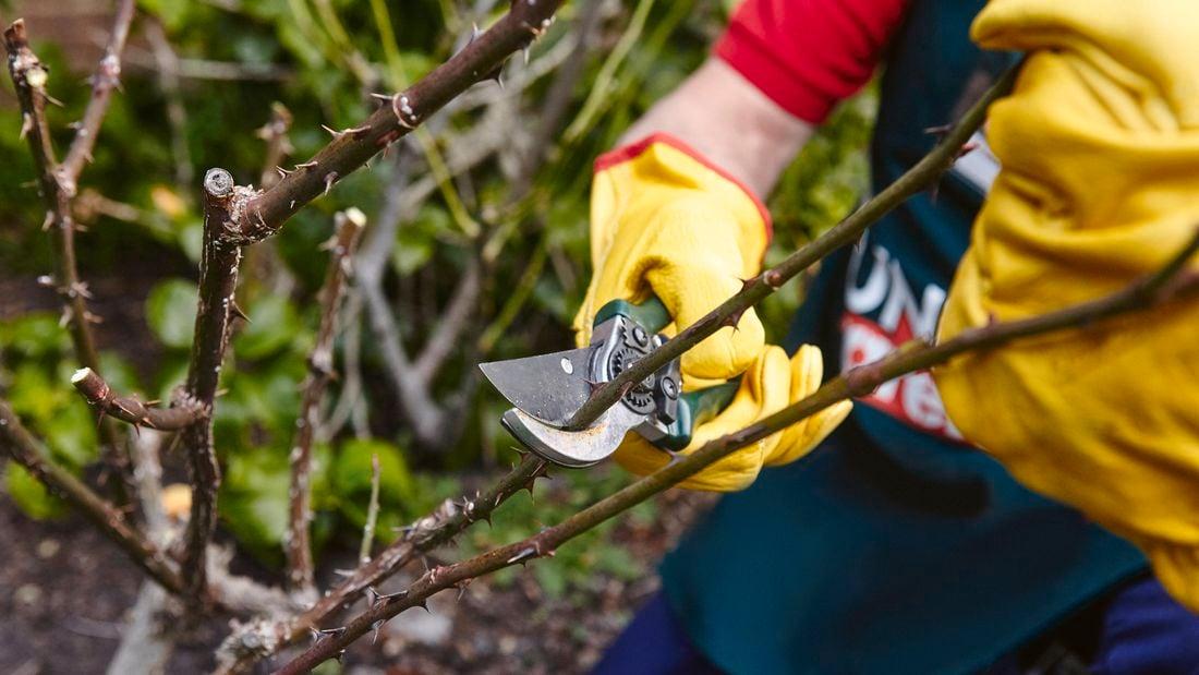 Best Pruning Shears and Loppers for Clean, Healthy Cuts