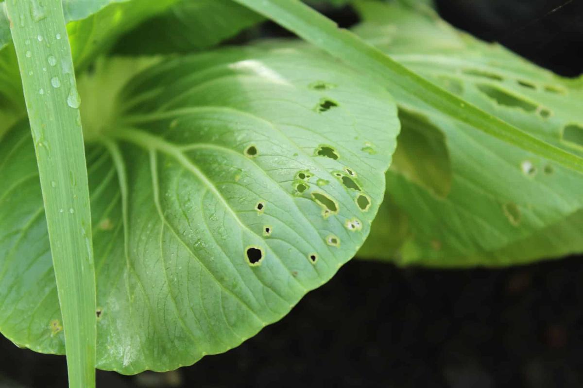 Garden Pest Control Guide 