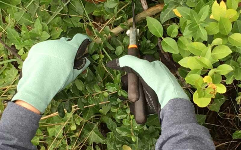 Best Garden Gloves