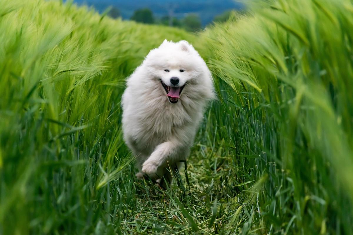 How Pets Brighten Days of Dementia Patients