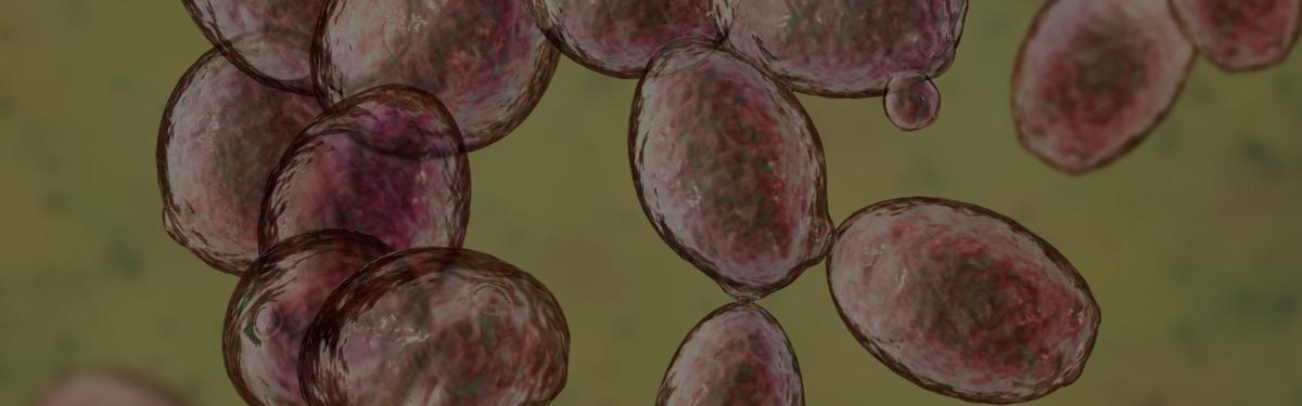 Essential Brewing Ingredients Guide