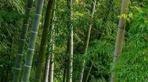 Best Bamboo and Recycled Toilet Paper 