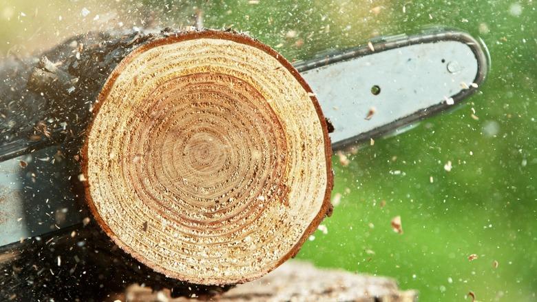 Top Tecomec Chainsaws for Best Value