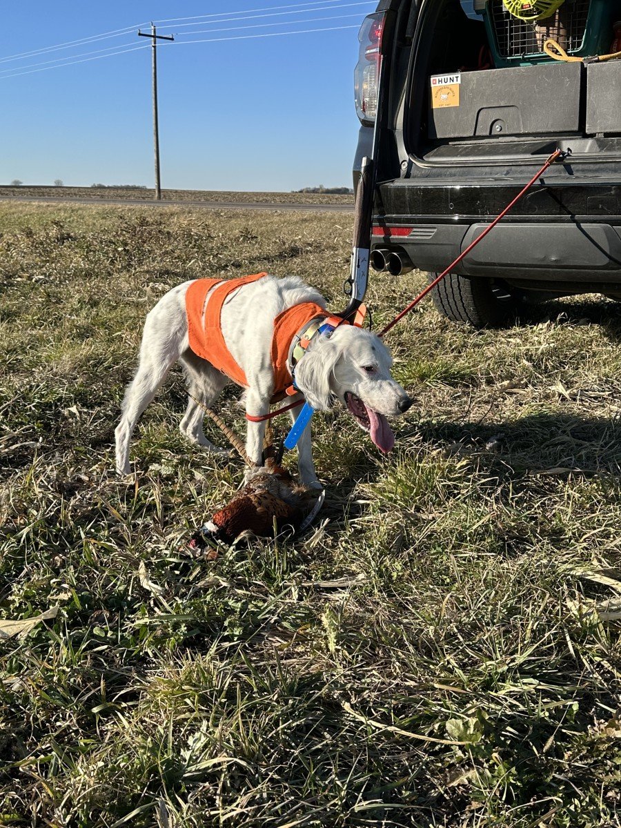 Pheasant Hunt Hector MN November 17 2024 