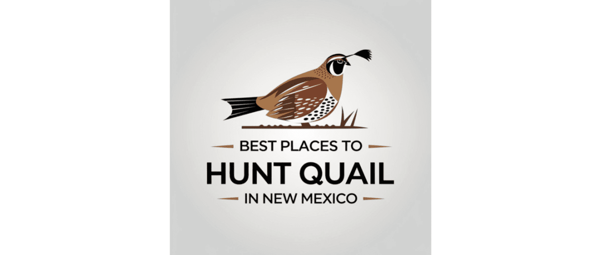 Best Places to Hunt Quail in New Mexico