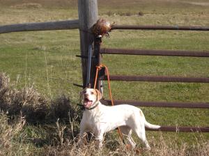 Top Strategies for a Thrilling Hunting Experience