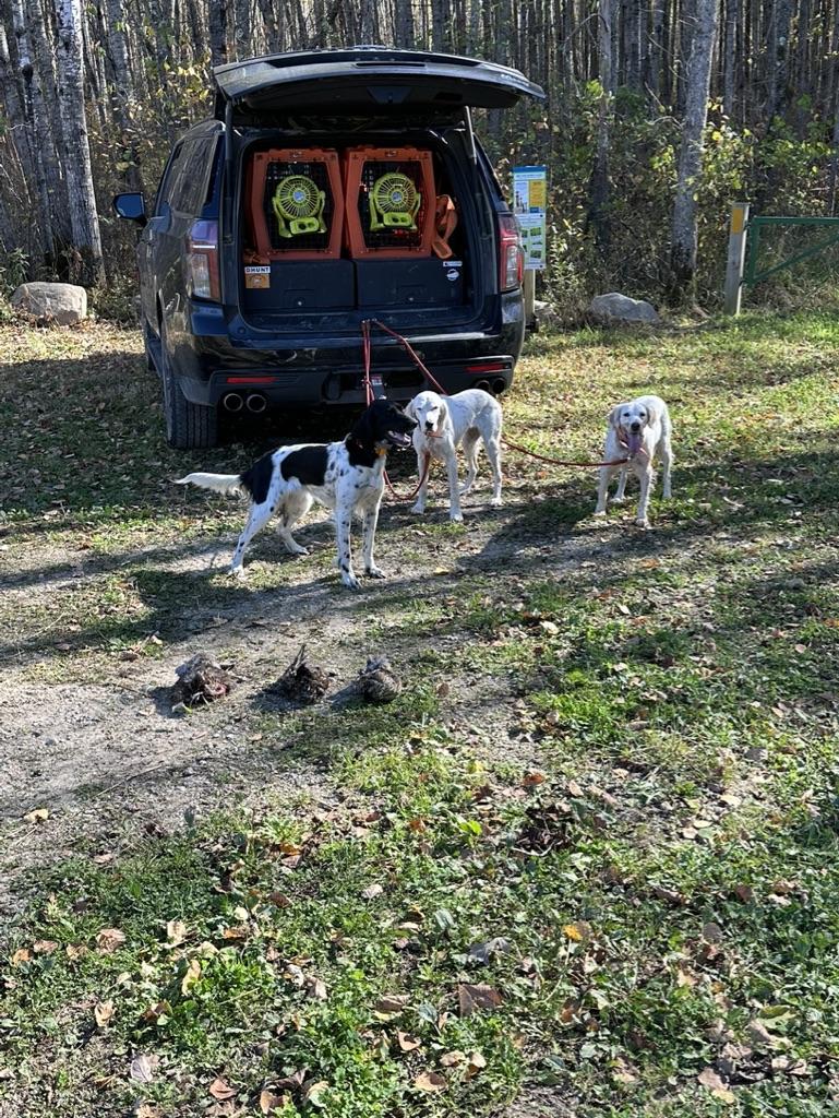 Ruffed Grouse Hunt MN Grand Rapids Area