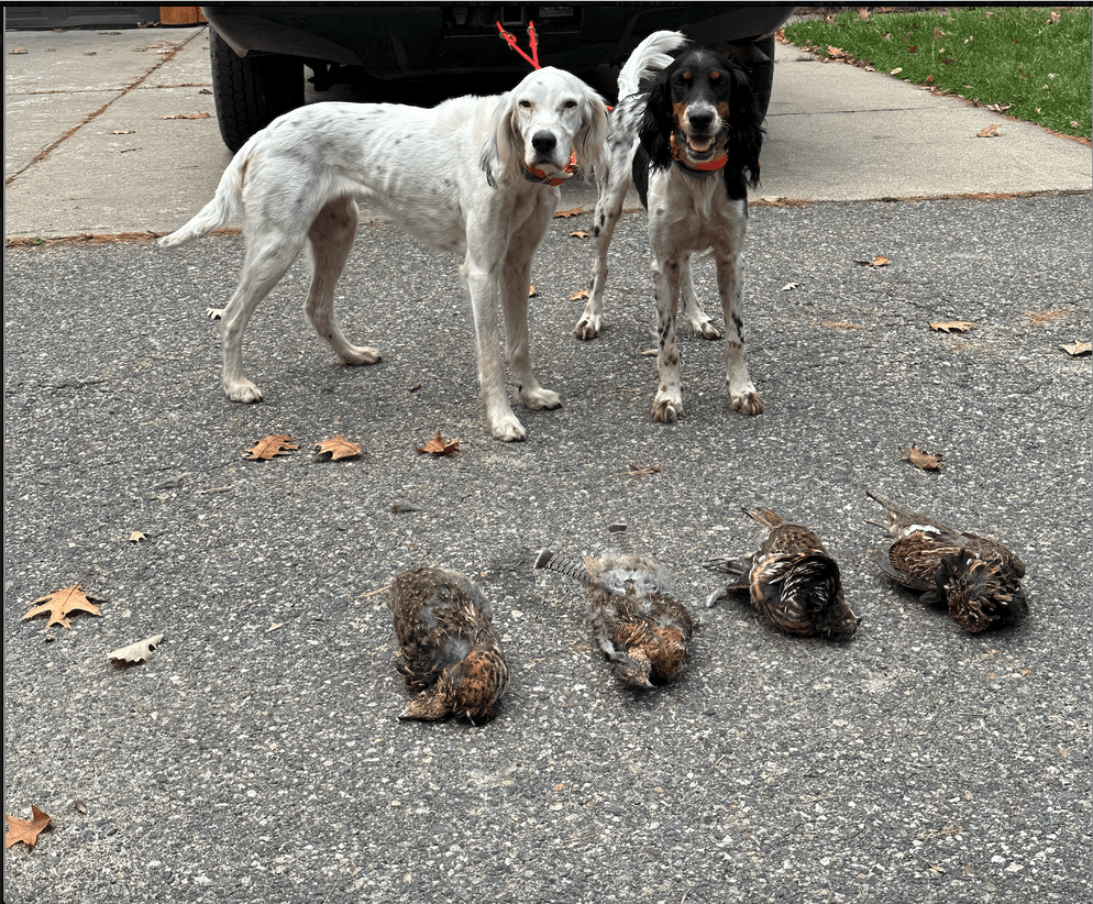 Early October Ruffed Grouse Hunt Hibbing MN