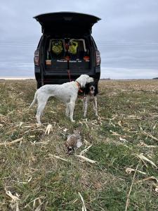 Late October Pheasant Hunt Hutchinson MN