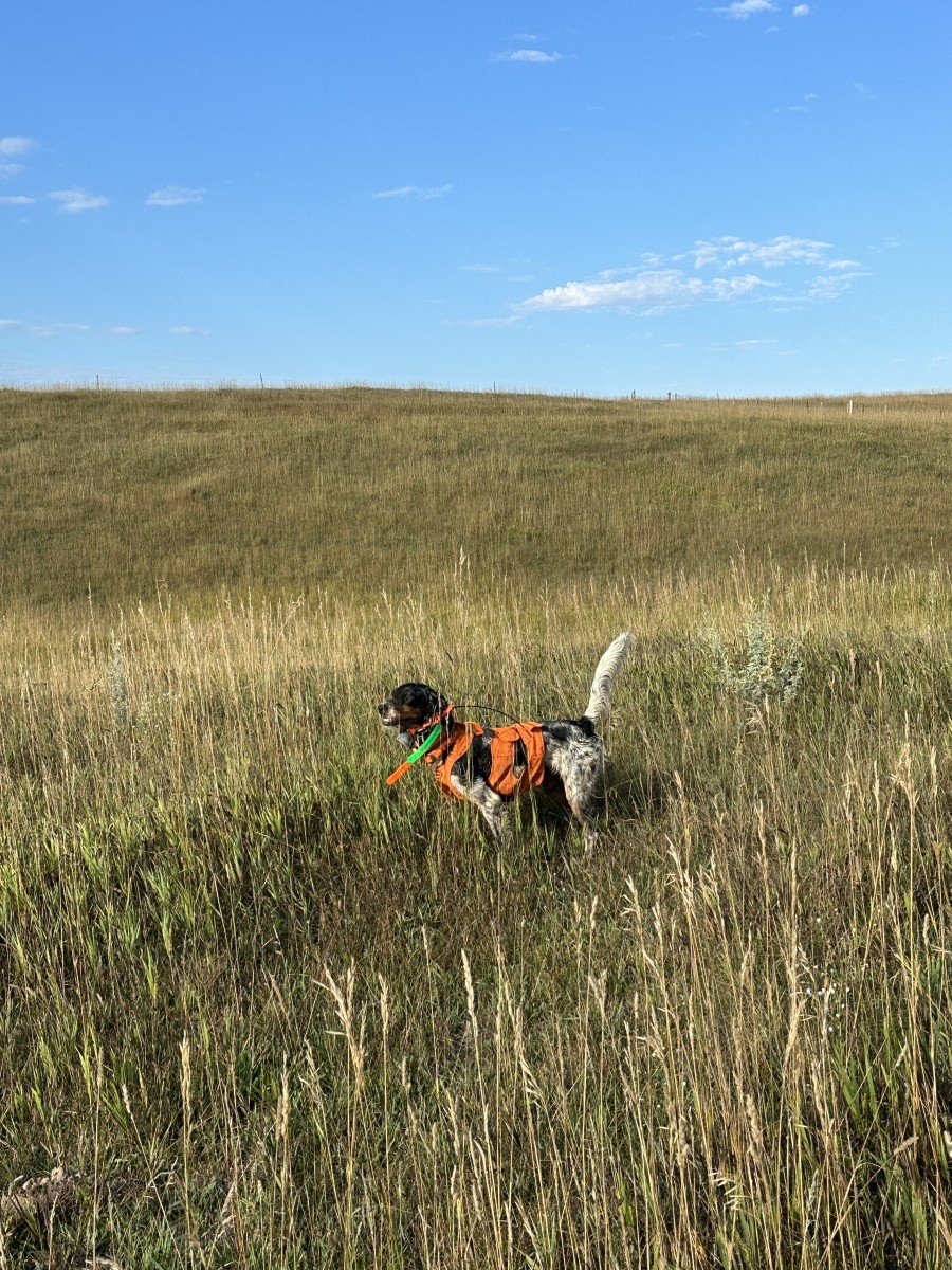 Top Public Areas For Pheasant Hunting In South Dakota